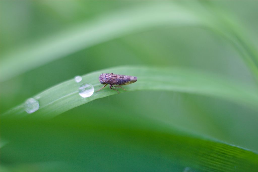 Cicadellide da id